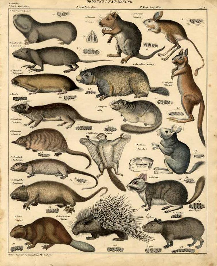 2023OkenMammals087.jpg