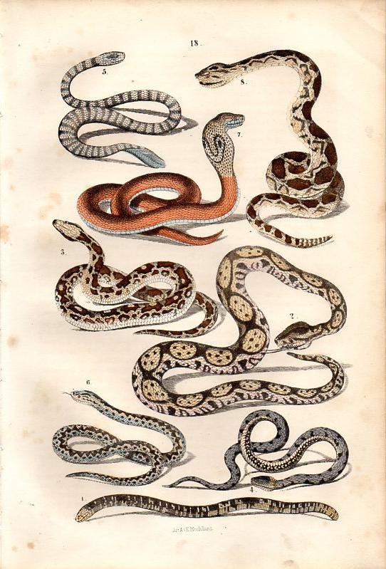 Snakes Cobars Original Antique Natural History Hand Colored Lithograph  of Reptiles